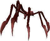 Sarachnis